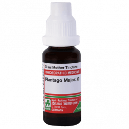 Plantago Major 8