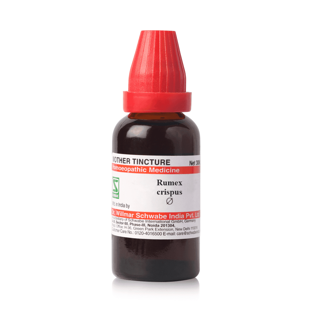 Rumex Crispus 2