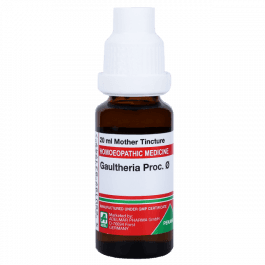 Gaultheria Procumbens 8