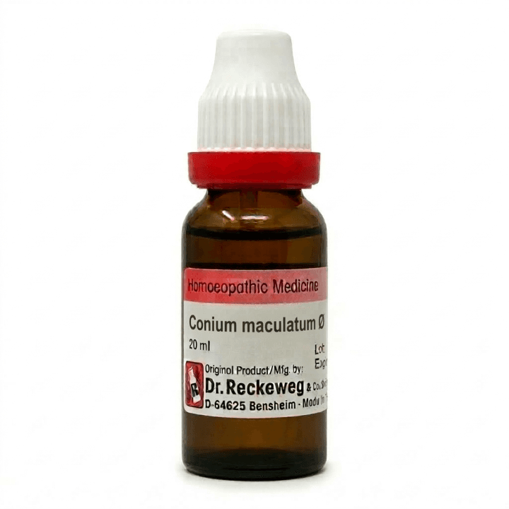 Conium Maculatum 2
