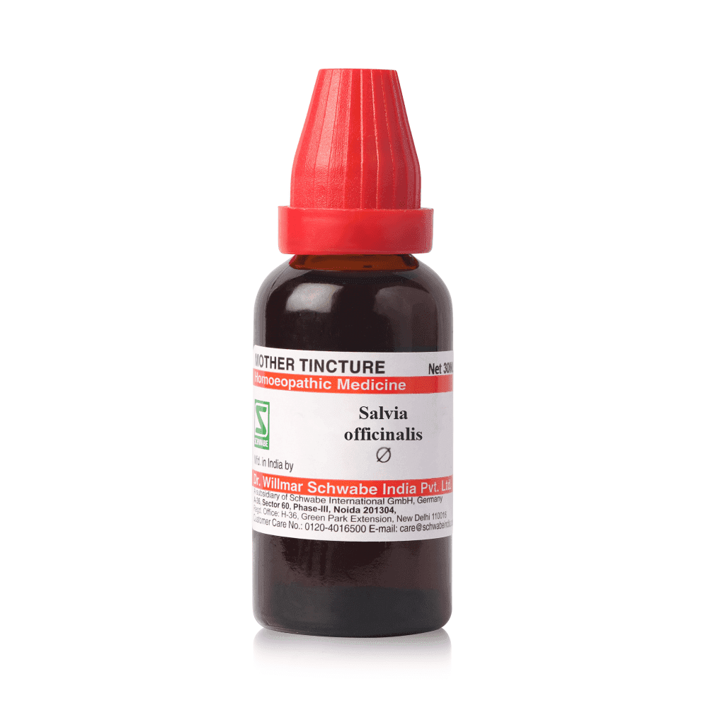 Salvia Officinalis 2