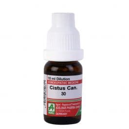 Cistus Canadensis 5