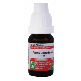 Abies Canadensis 3