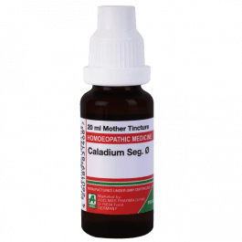 Caladium Seguinum 3