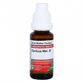 Carduus Marianus 6
