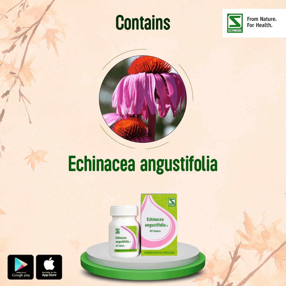 Echinacea Angustifolia 4