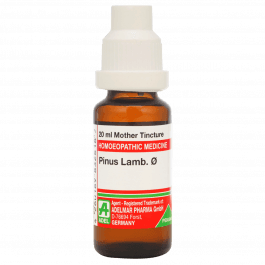 Pinus Lambertiana 4