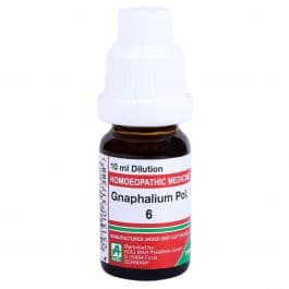 Gnaphalium Polycephalum 3