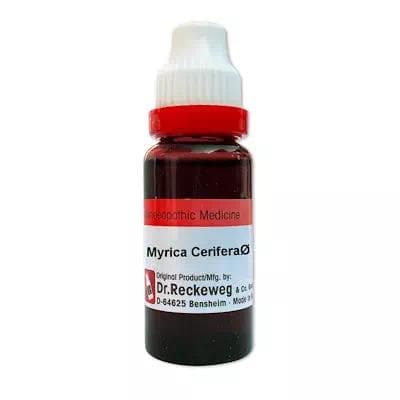 Myrica Cerifera 1