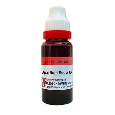 Spartium Scoparium (Cytisus) 1
