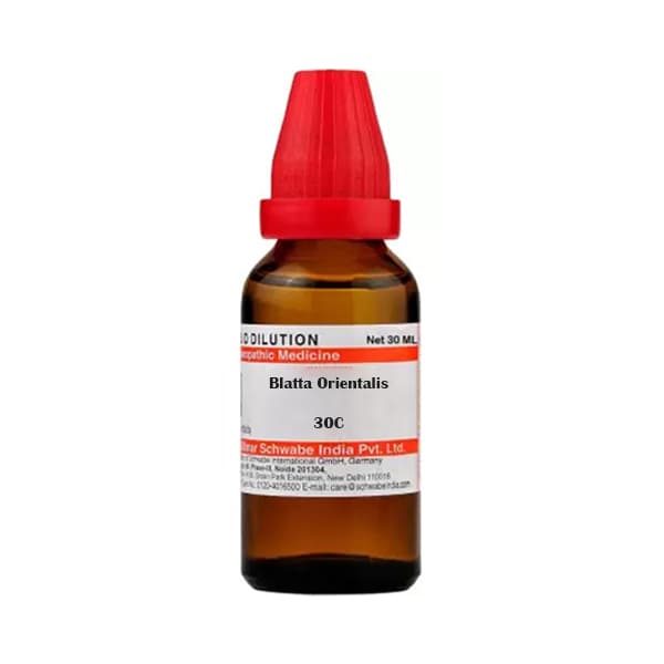 Blatta Orientalis