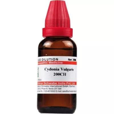 Cydonia Vulgaris
