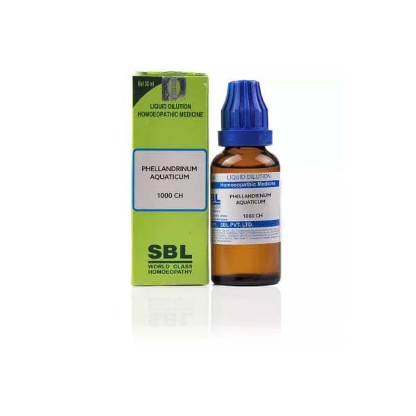 Phellandrium Aquaticum 1