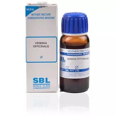 Verbena Officinalis 1