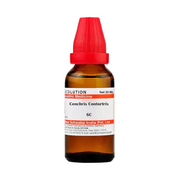 Cenchris Contortrix