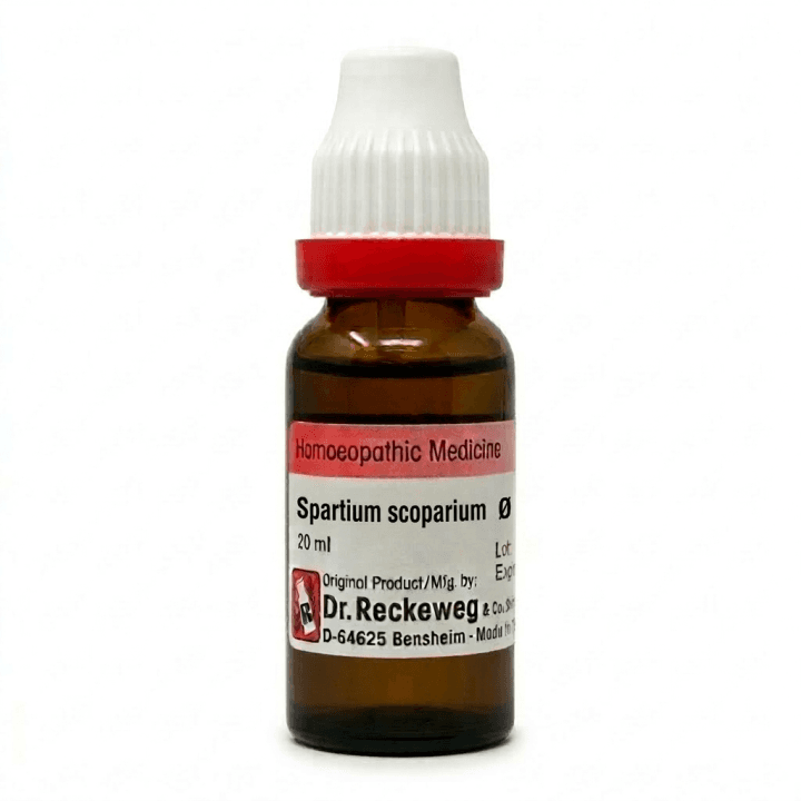 Spartium Scoparium (Cytisus) 2