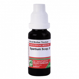 Spartium Scoparium (Cytisus)