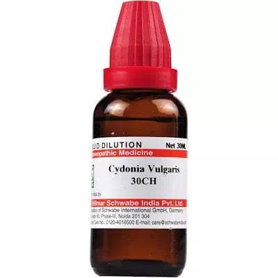 Cydonia Vulgaris