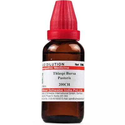 Thlaspi Bursa Pastoris
