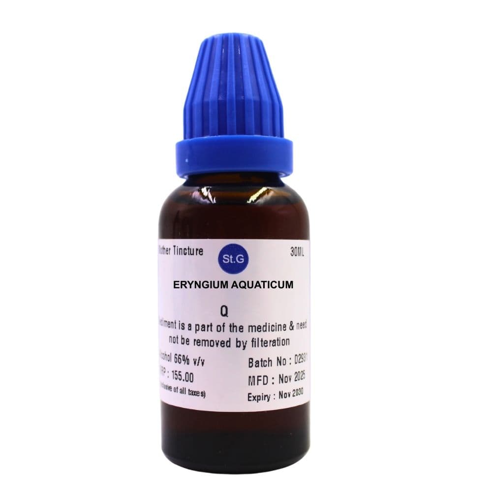 Eryngium Aquaticum